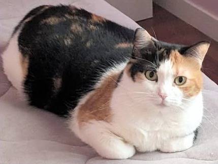 Adozione gatto, femmina, Razza sconosciuta Razza sconosciuta, 4 anni e 2 mesi, taglia non valida, Torino