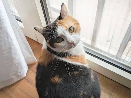 Adotta un gatto, femmina, 4 anni e 2 mesi, Torino