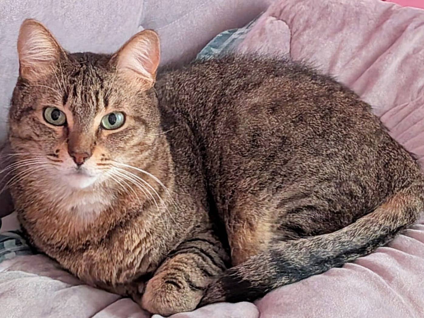 Adozione gatto, maschio, Razza sconosciuta Razza sconosciuta, 5 anni e 2 mesi, taglia non valida, Torino