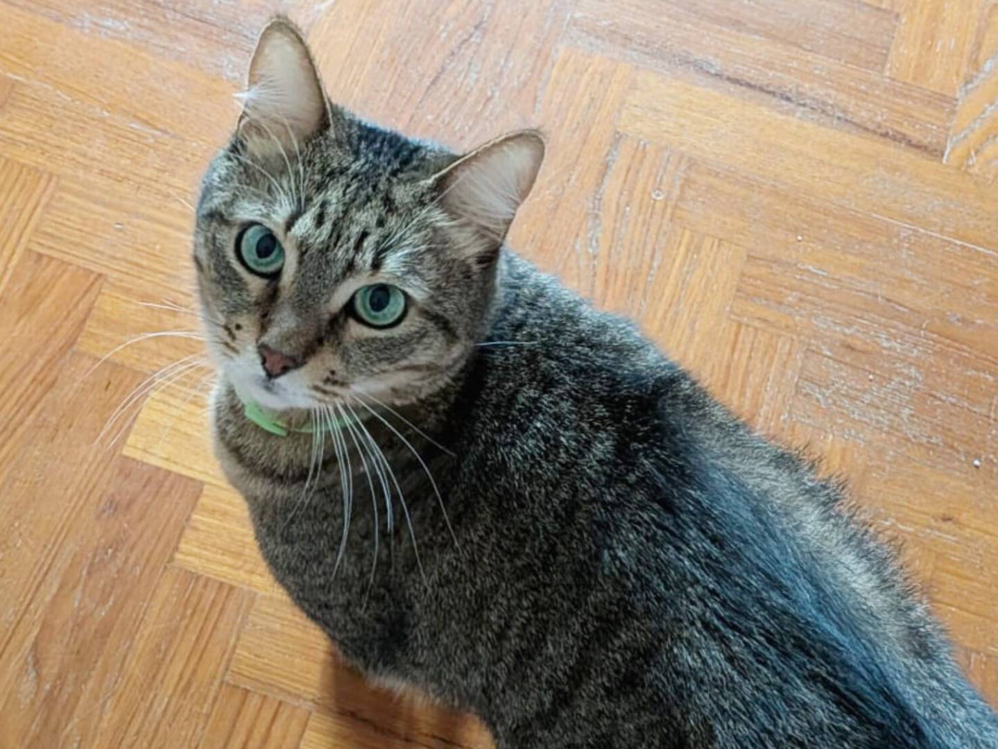 Adotta un gatto, maschio, 5 anni e 2 mesi, Torino