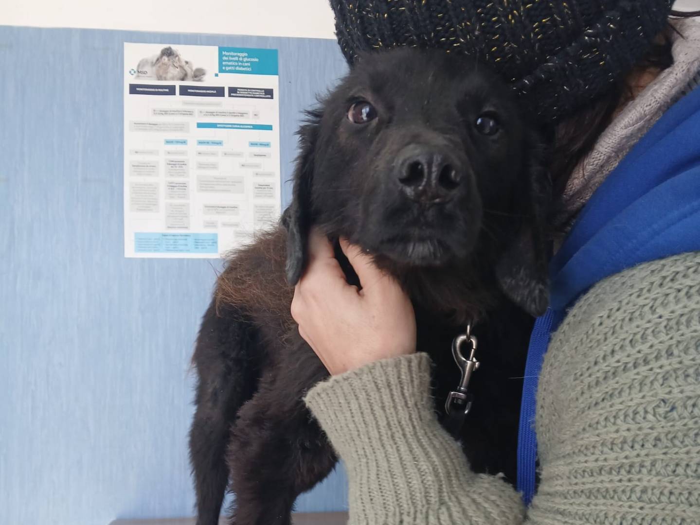 Adozione cane, maschio, Razza sconosciuta Razza sconosciuta, 1 anno e 2 mesi, taglia media contenuta, Milano