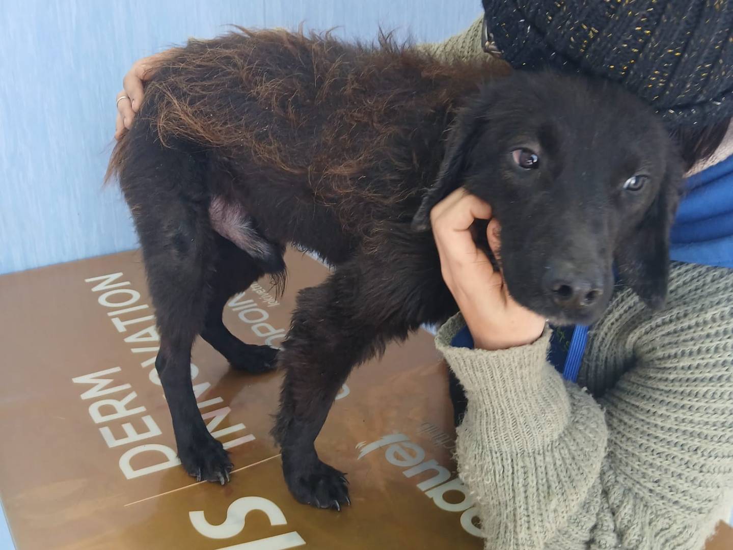 Adotta un cane, maschio, 1 anno e 2 mesi, Milano