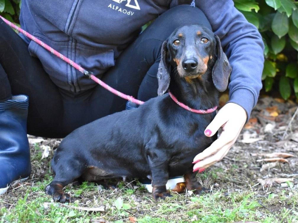 Adozione cane, femmina, Bassotto Razza sconosciuta, 8 anni e 3 mesi, taglia piccola, Roma
