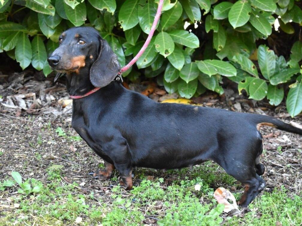 Adotta un cane, femmina, 8 anni e 3 mesi, Roma