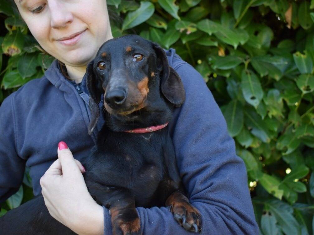 Adotta un cane, taglia piccola, femmina, Roma