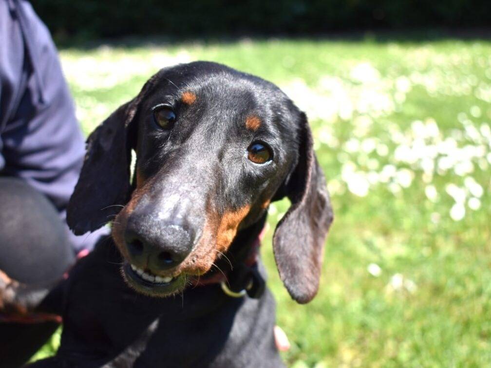 Vuoi adottare un cane a Roma?