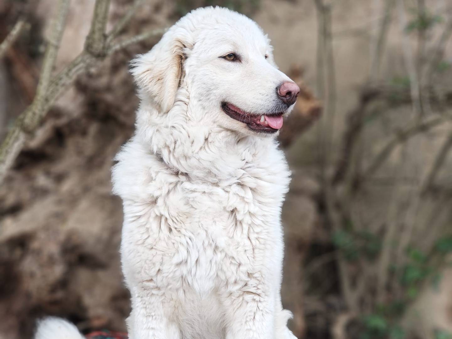 Vuoi adottare un cane a Viterbo?
