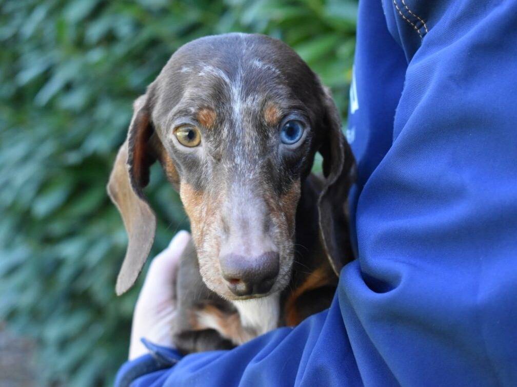 Adozione cane, maschio, Bassotto Razza sconosciuta, 3 anni e 3 mesi, taglia piccola, Roma