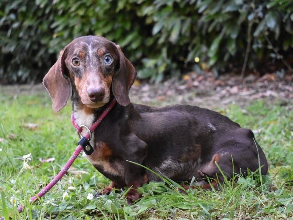 Adotta un cane, maschio, 3 anni e 3 mesi, Roma