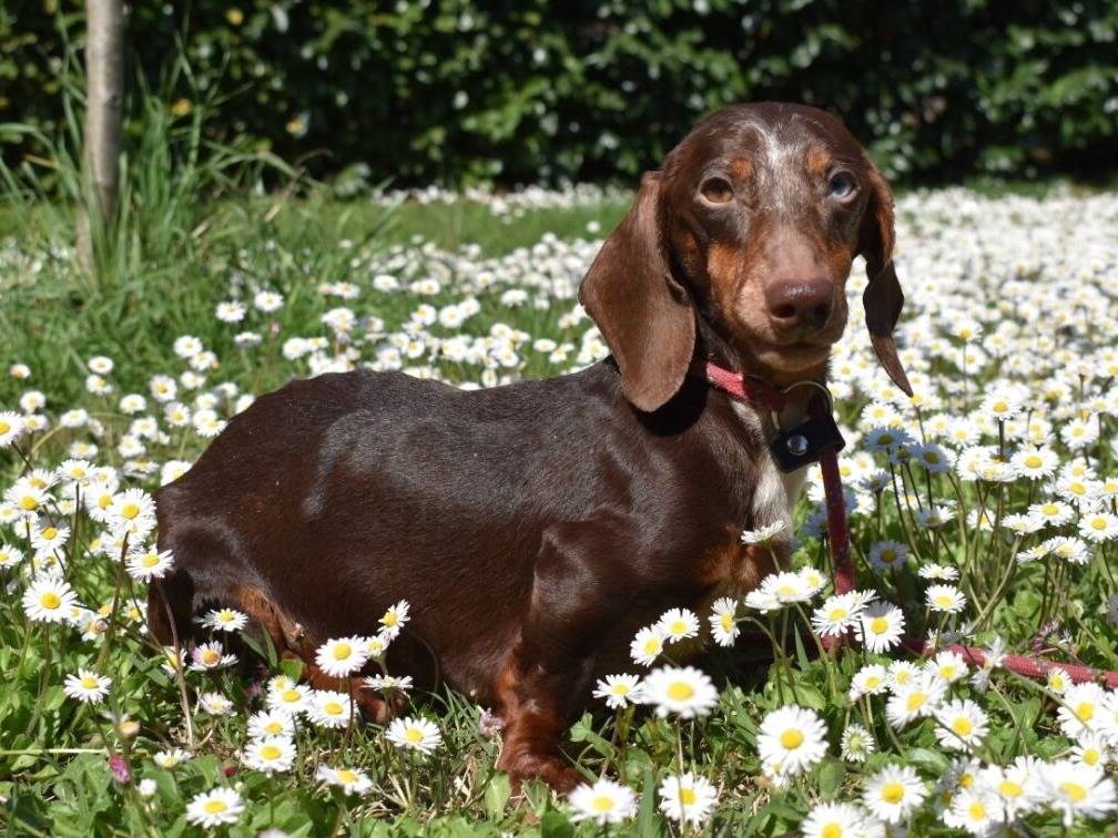 Adotta un cane, taglia piccola, maschio, Roma