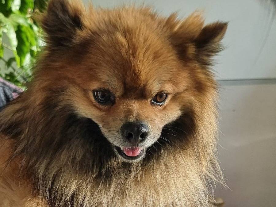 Vuoi adottare un cane a Pavia?