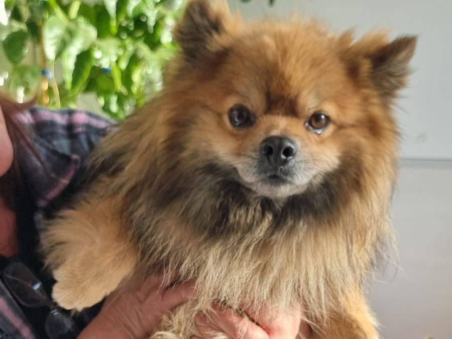 Adotta il cane Pino a Pavia