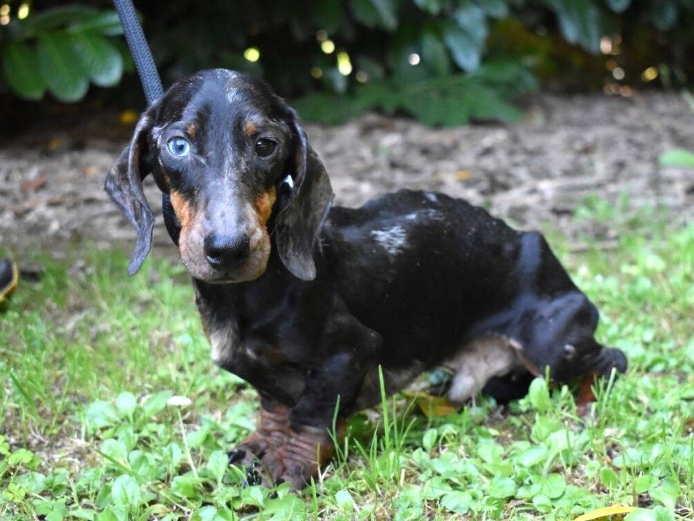 Adozione cane, maschio, Bassotto Razza sconosciuta, 3 anni e 3 mesi, taglia piccola, Roma