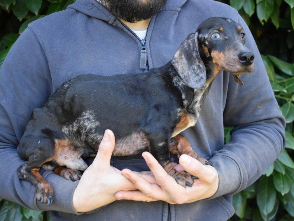 Adotta un cane, taglia piccola, maschio, Roma