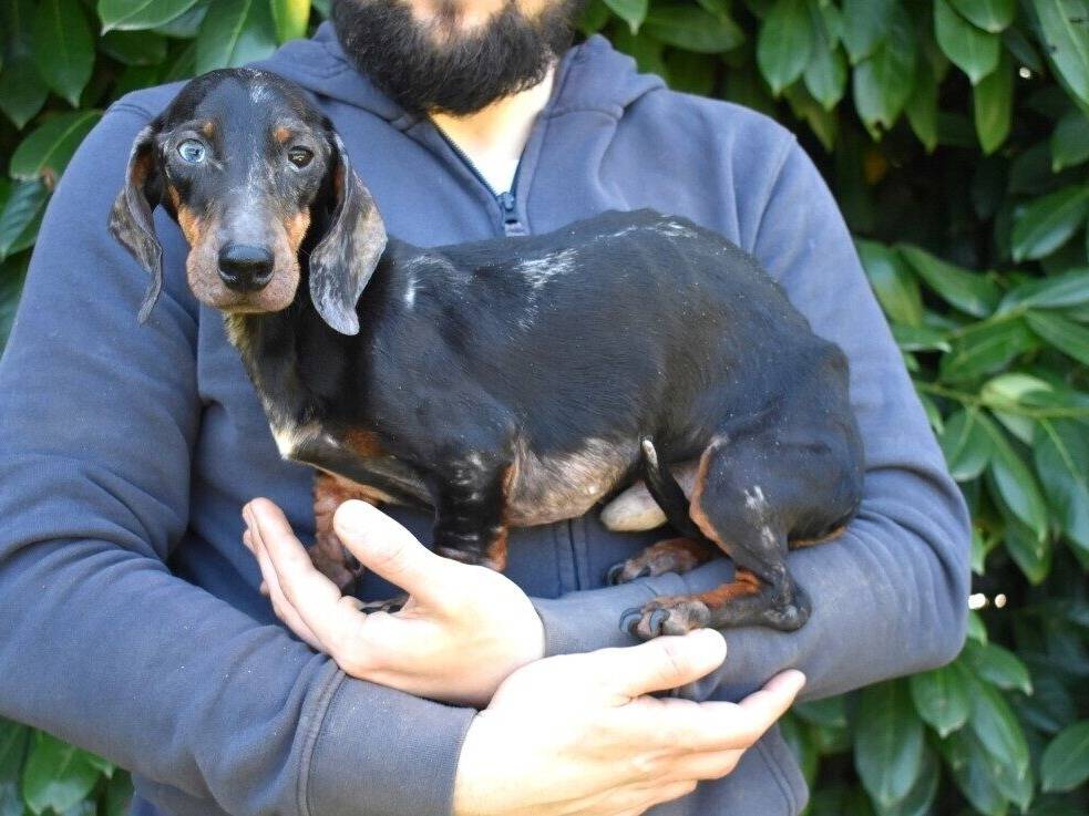 Vuoi adottare un cane a Roma?