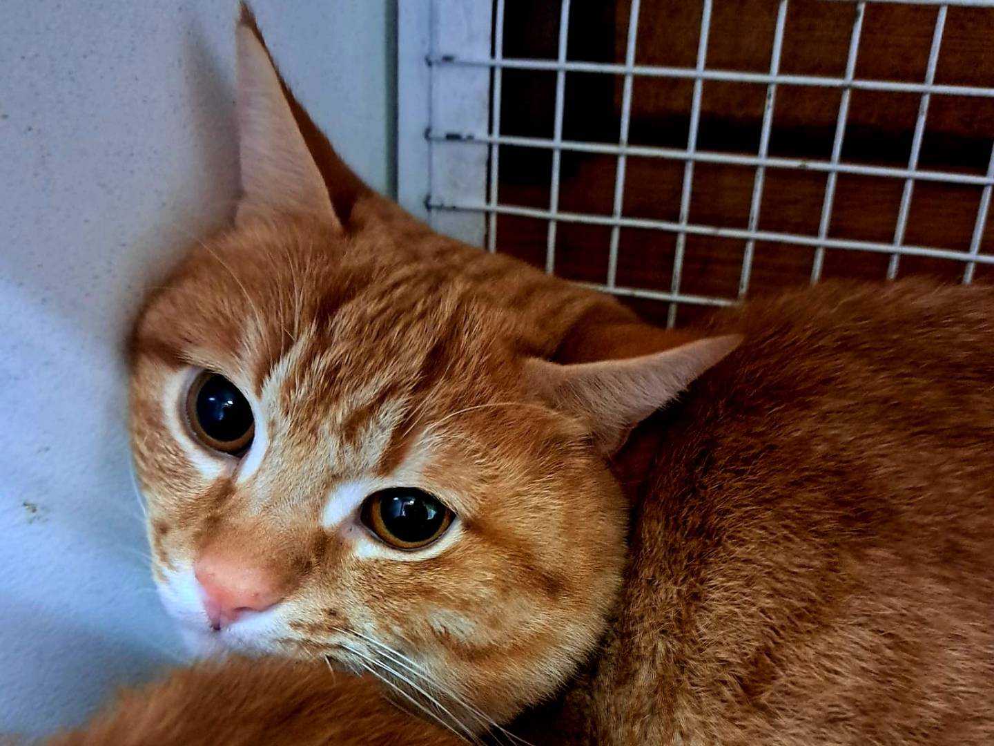 Adozione gatto, maschio, Razza sconosciuta Razza sconosciuta, 1 anno e 6 mesi, taglia non valida, Milano