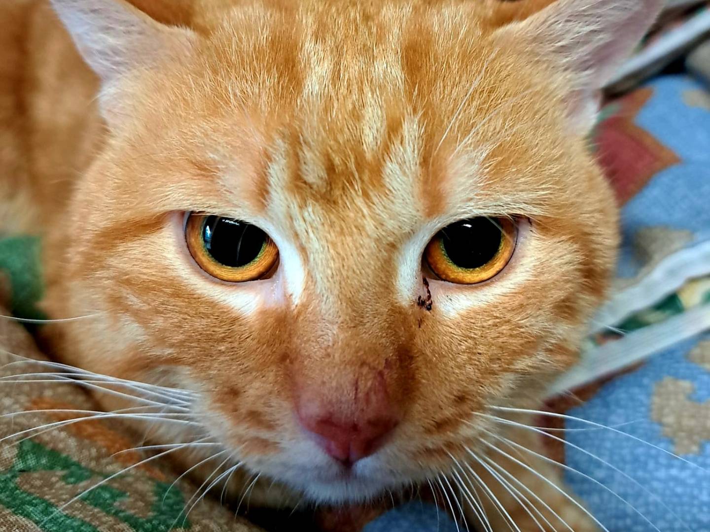 Adozione gatto, maschio, Razza sconosciuta Razza sconosciuta, 1 anno e 6 mesi, taglia non valida, Milano