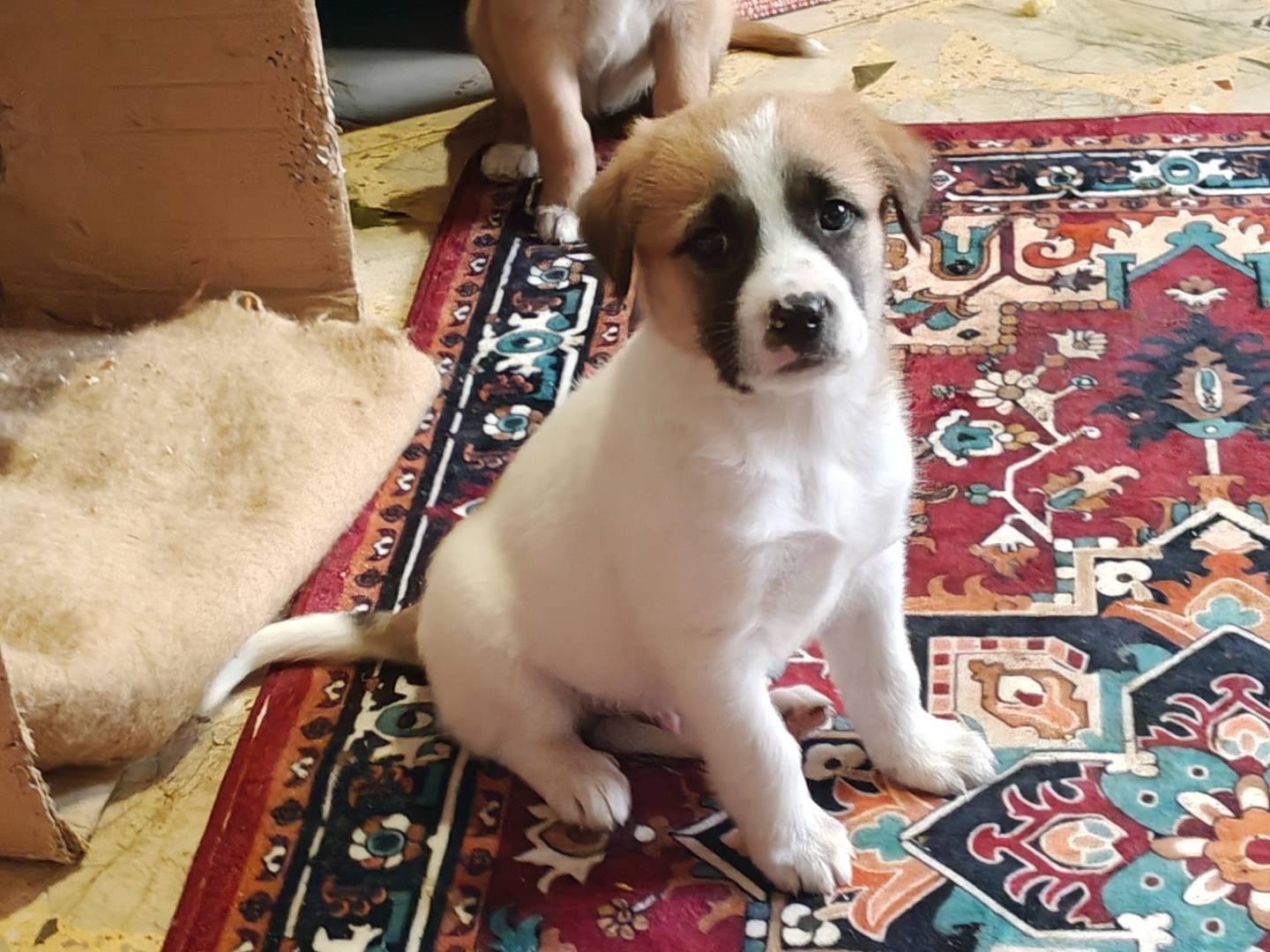 Adozione cane, femmina, Razza sconosciuta Razza sconosciuta, 2 mesi, taglia media, Trapani