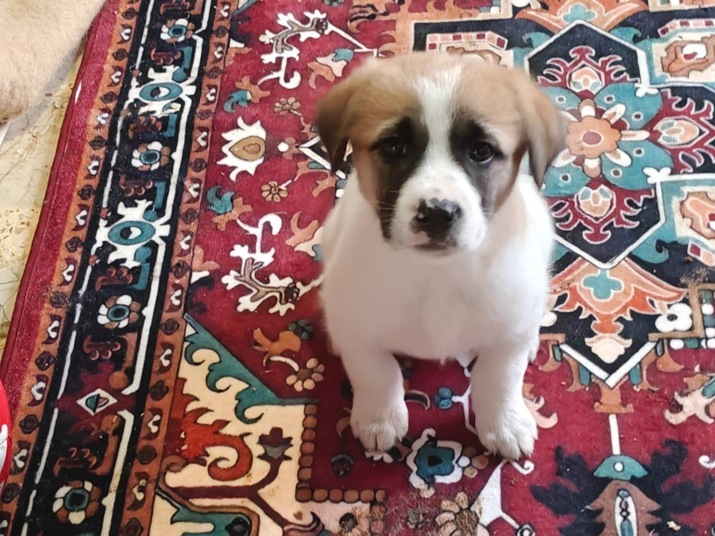 Adotta un cane, femmina, 2 mesi, Trapani