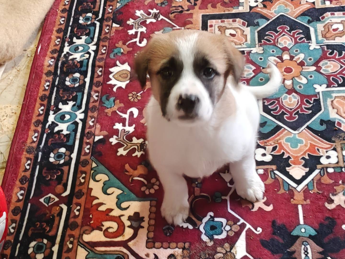 Adotta un cane, taglia media, femmina, Trapani