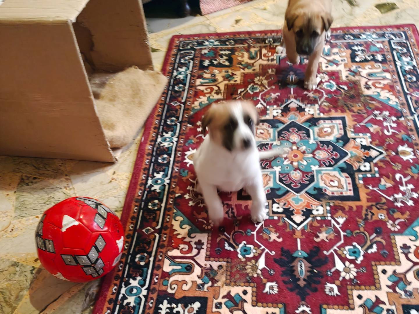 Vuoi adottare un cane a Trapani?