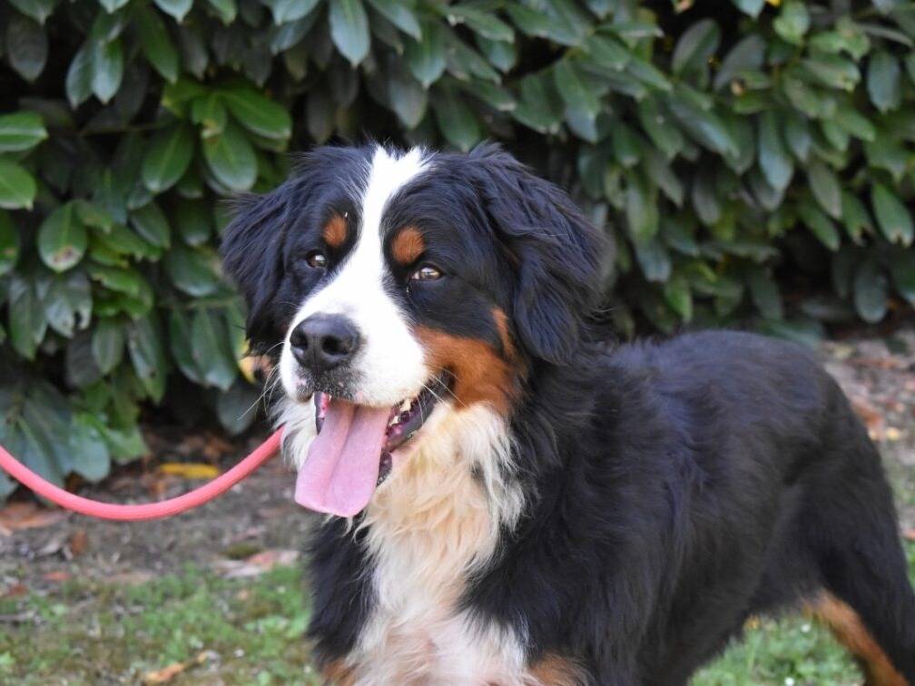 Adozione cane, femmina, Bovaro Del Bernese Razza sconosciuta, 2 anni e 3 mesi, taglia gigante, Roma