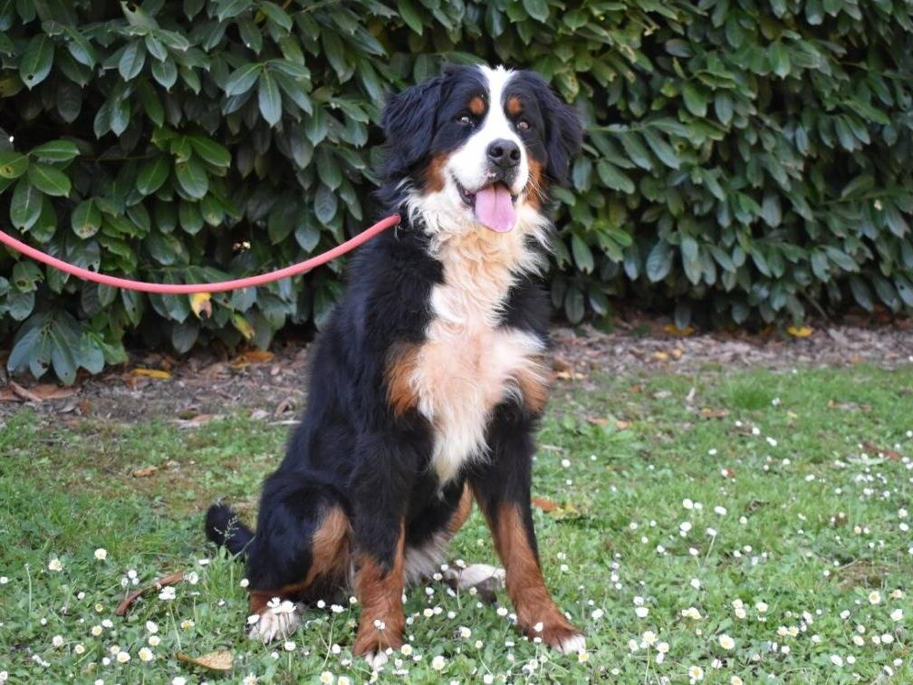 Adotta un cane, femmina, 2 anni e 3 mesi, Roma