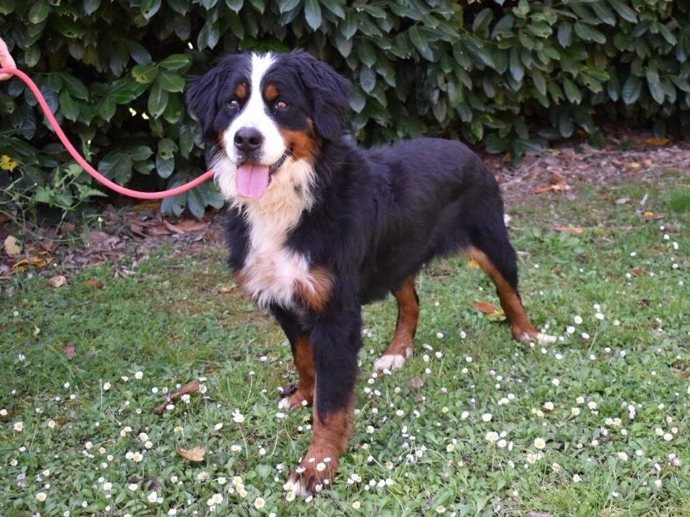 Adotta un cane, taglia gigante, femmina, Roma