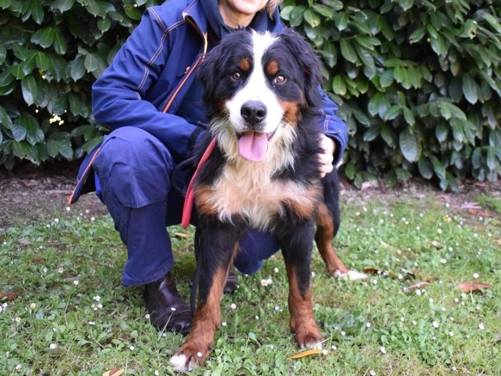 Vuoi adottare un cane a Roma?