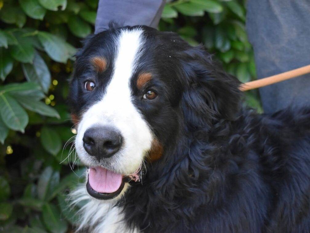 Adozione cane, maschio, Razza sconosciuta Razza sconosciuta, 2 anni e 3 mesi, taglia gigante, Roma