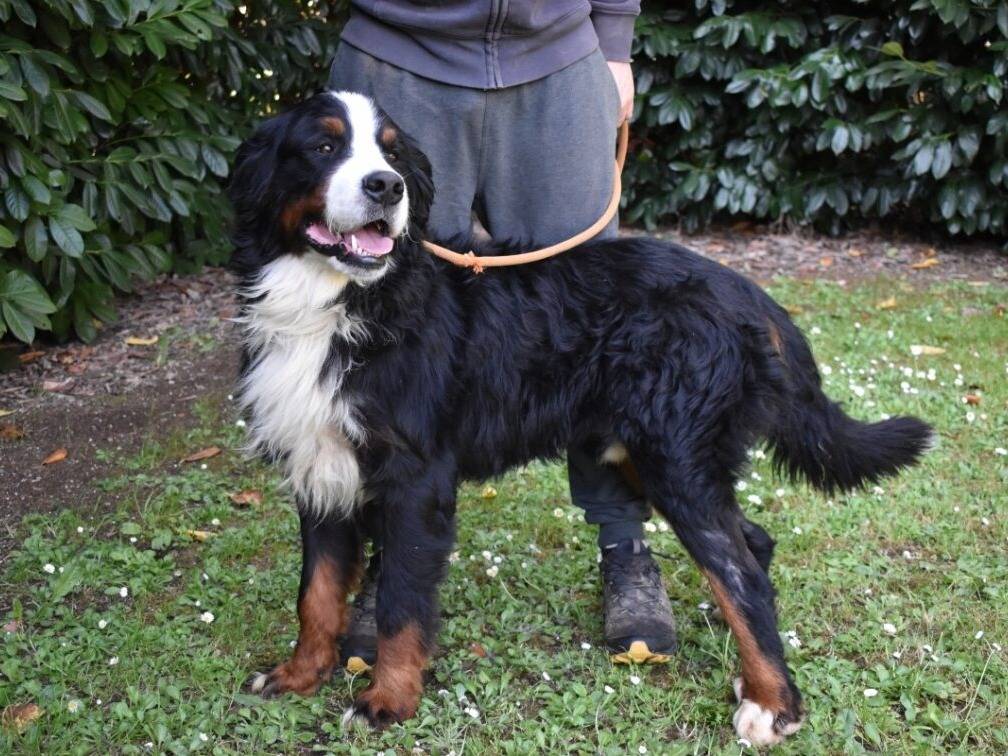 Adotta un cane, maschio, 2 anni e 3 mesi, Roma