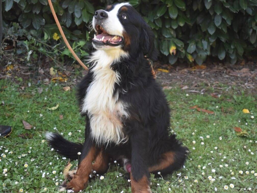 Vuoi adottare un cane a Roma?