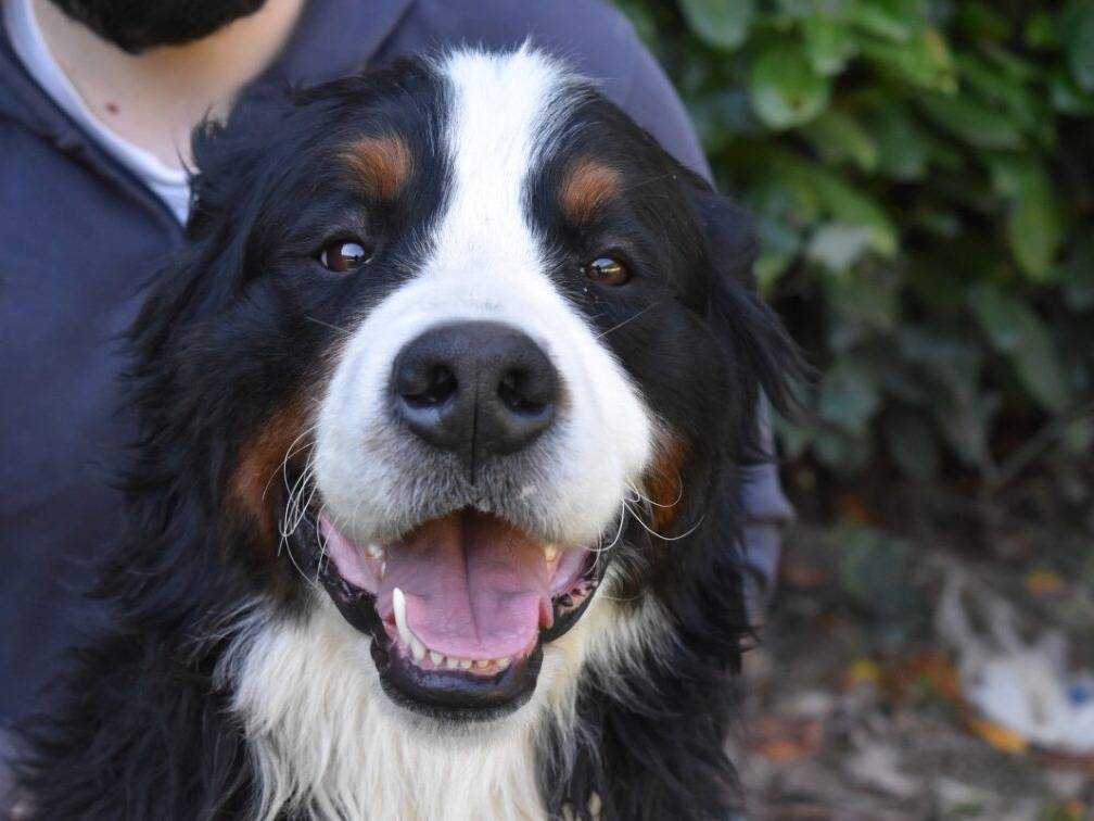 Adotta il cane GOLIA a Roma