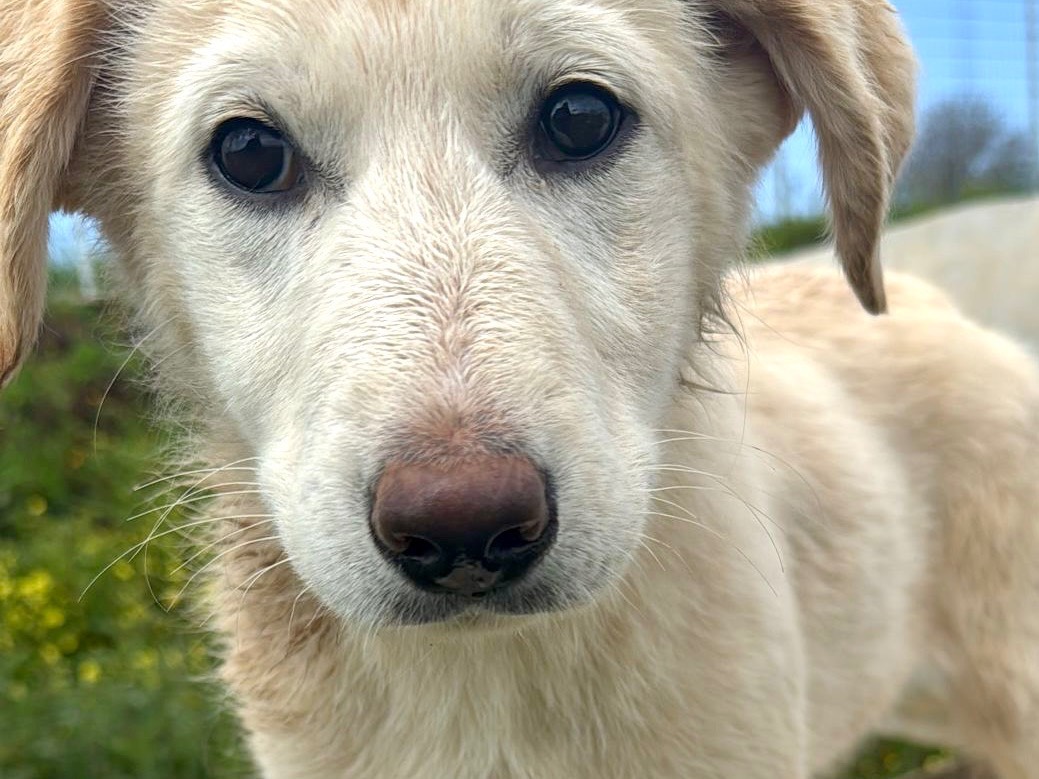 Adozione cane, femmina, Razza sconosciuta Razza sconosciuta, 4 mesi, taglia media, Vibo