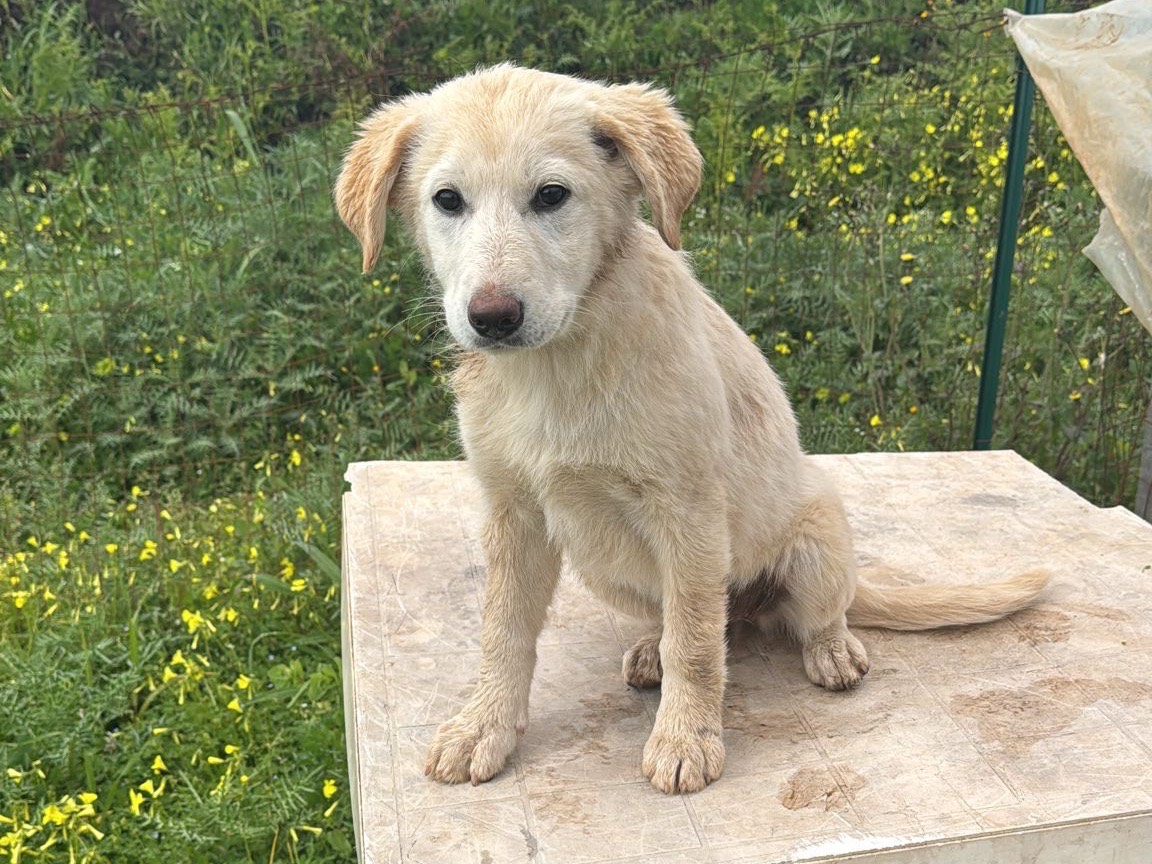 Adotta un cane, femmina, 4 mesi, Vibo