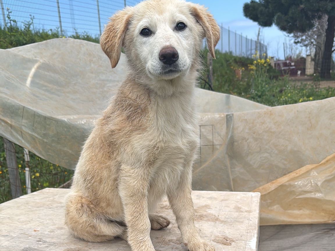 Adotta un cane, taglia media, femmina, Vibo