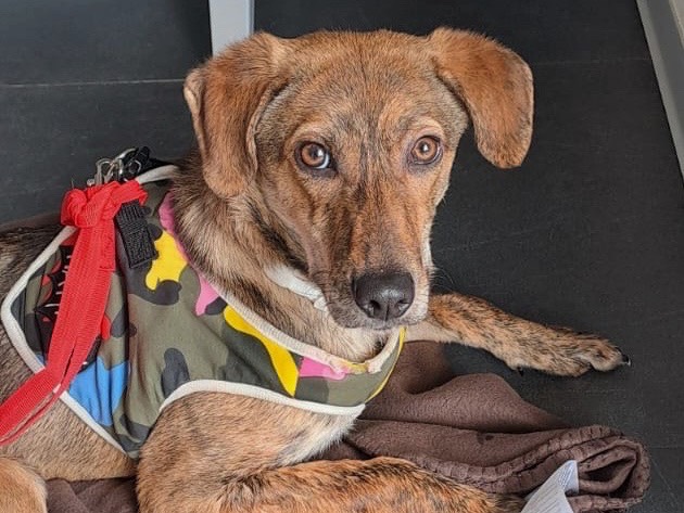 Adozione cane, femmina, Razza sconosciuta Razza sconosciuta, 1 anno e 1 mese, taglia media contenuta, Savona