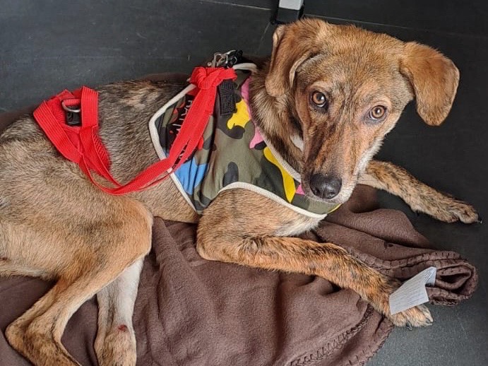 Adotta un cane, femmina, 1 anno e 1 mese, Savona