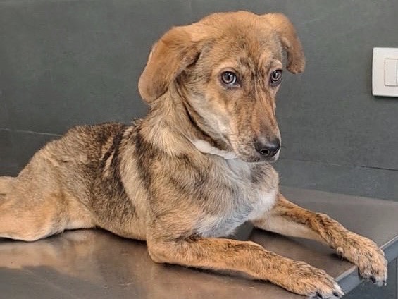 Adotta un cane, taglia media contenuta, femmina, Savona