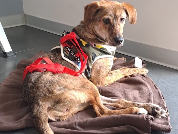 Vuoi adottare un cane a Savona?