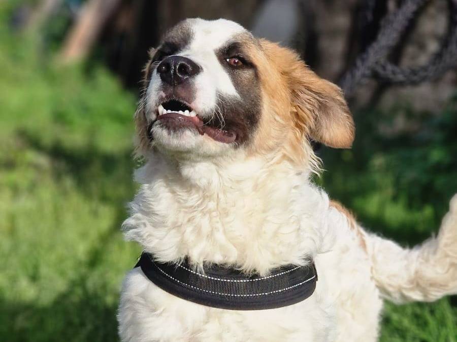 Adotta un cane, maschio, 5 mesi, Siracusa