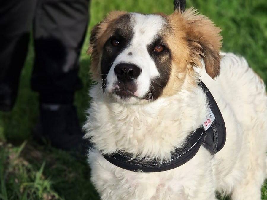 Adotta un cane, taglia grande, maschio, Siracusa