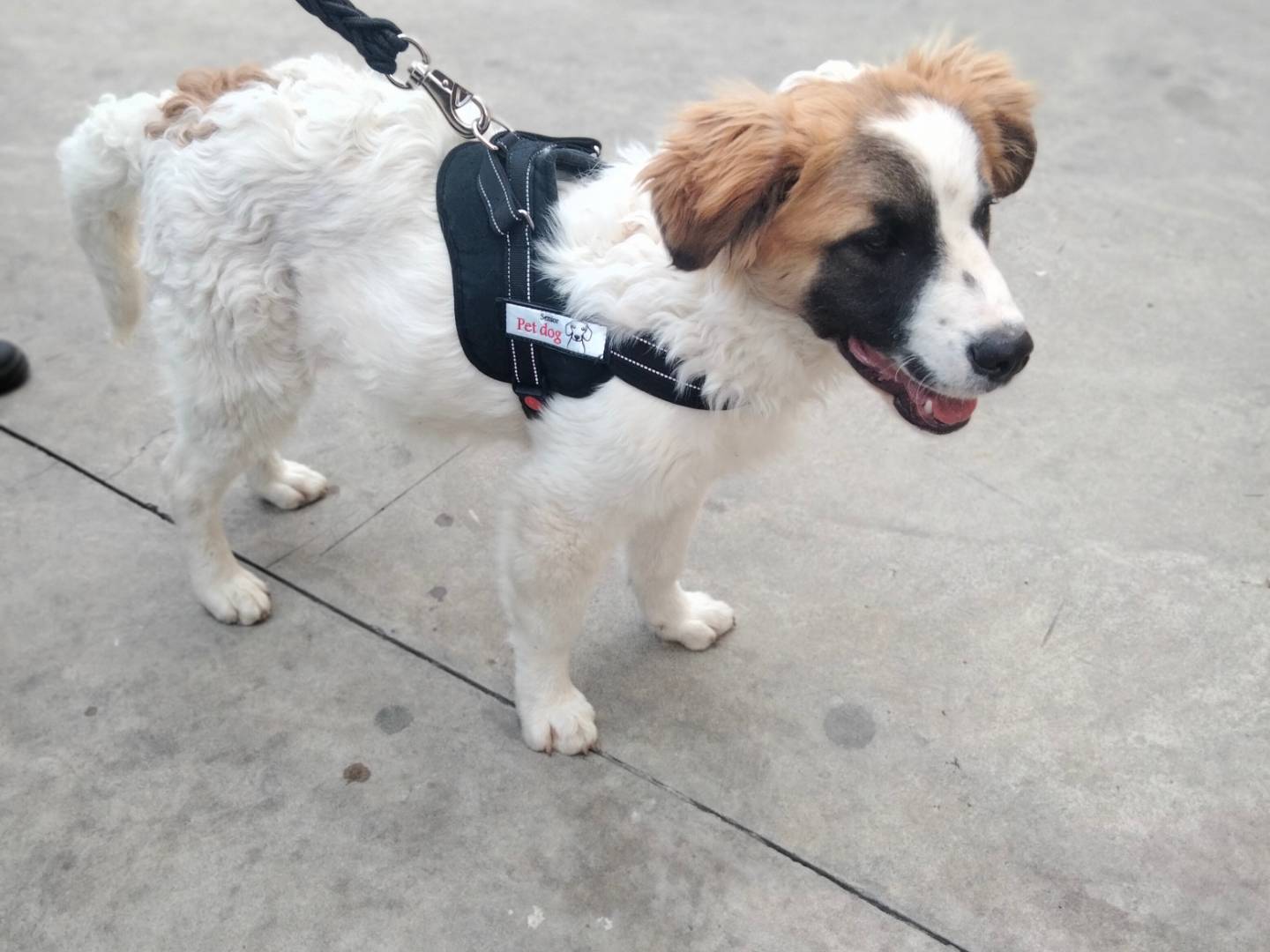 Vuoi adottare un cane a Siracusa?