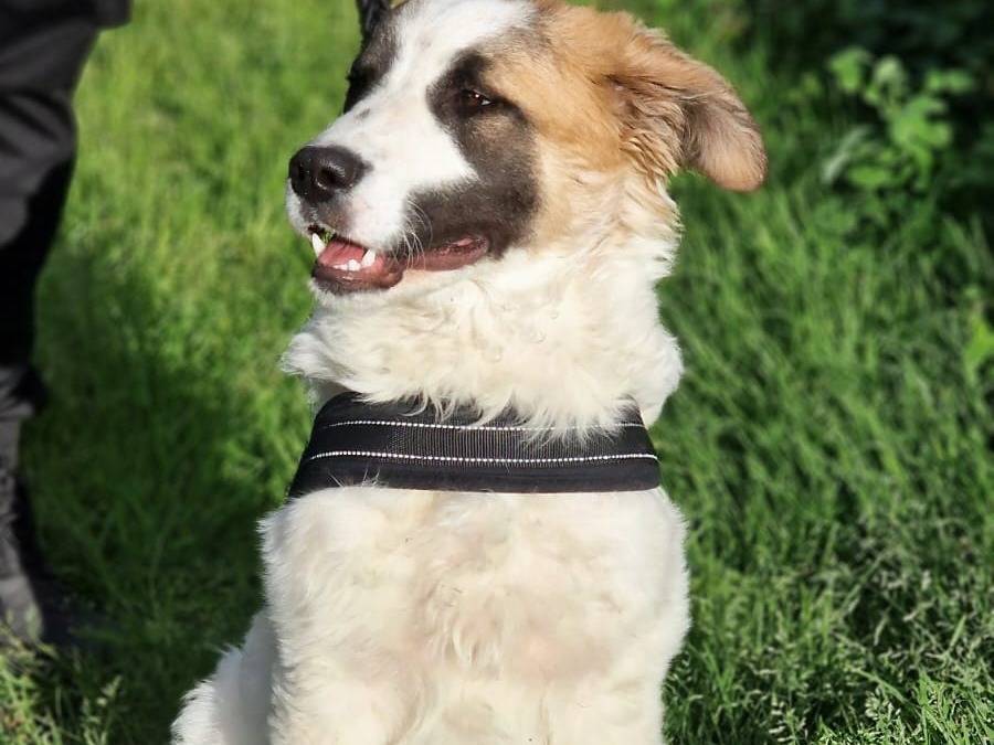 Adotta il cane BALOO a Siracusa