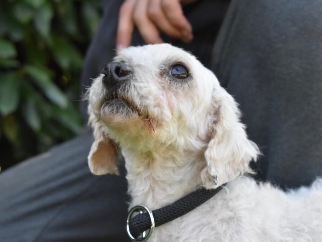 Adotta un cane, femmina, 3 anni e 2 mesi, Roma