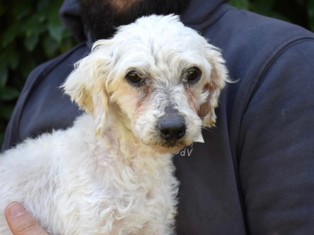 Adozione cane, femmina, Barbone Razza sconosciuta, 3 anni e 2 mesi, taglia piccola, Roma