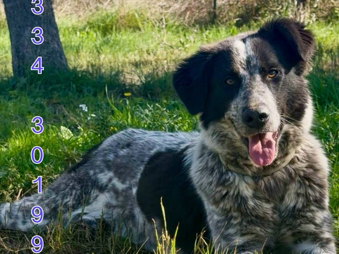 Adotta un cane, femmina, 1 anno e 3 mesi, Crotone