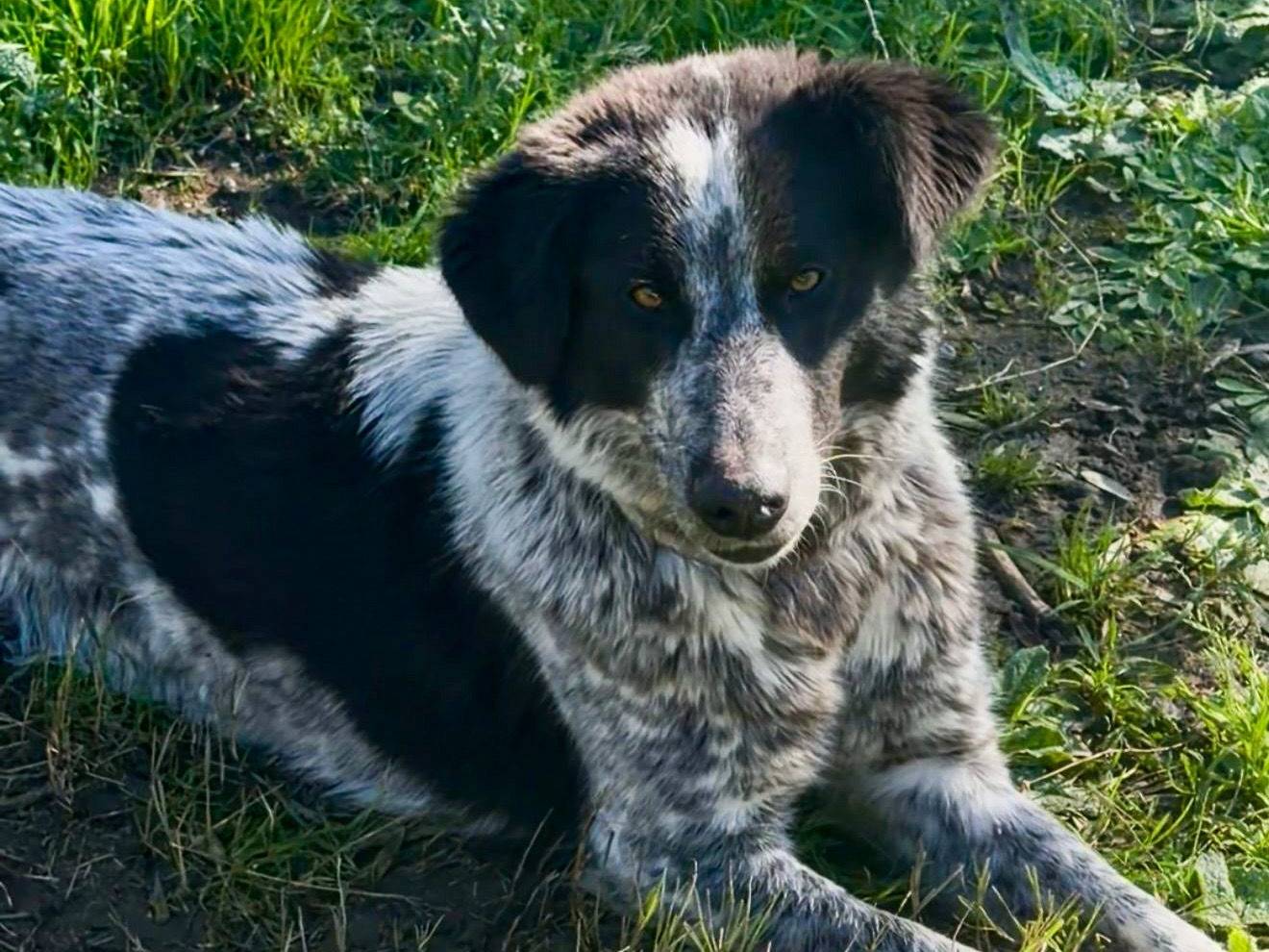 Adotta un cane, taglia media, femmina, Crotone