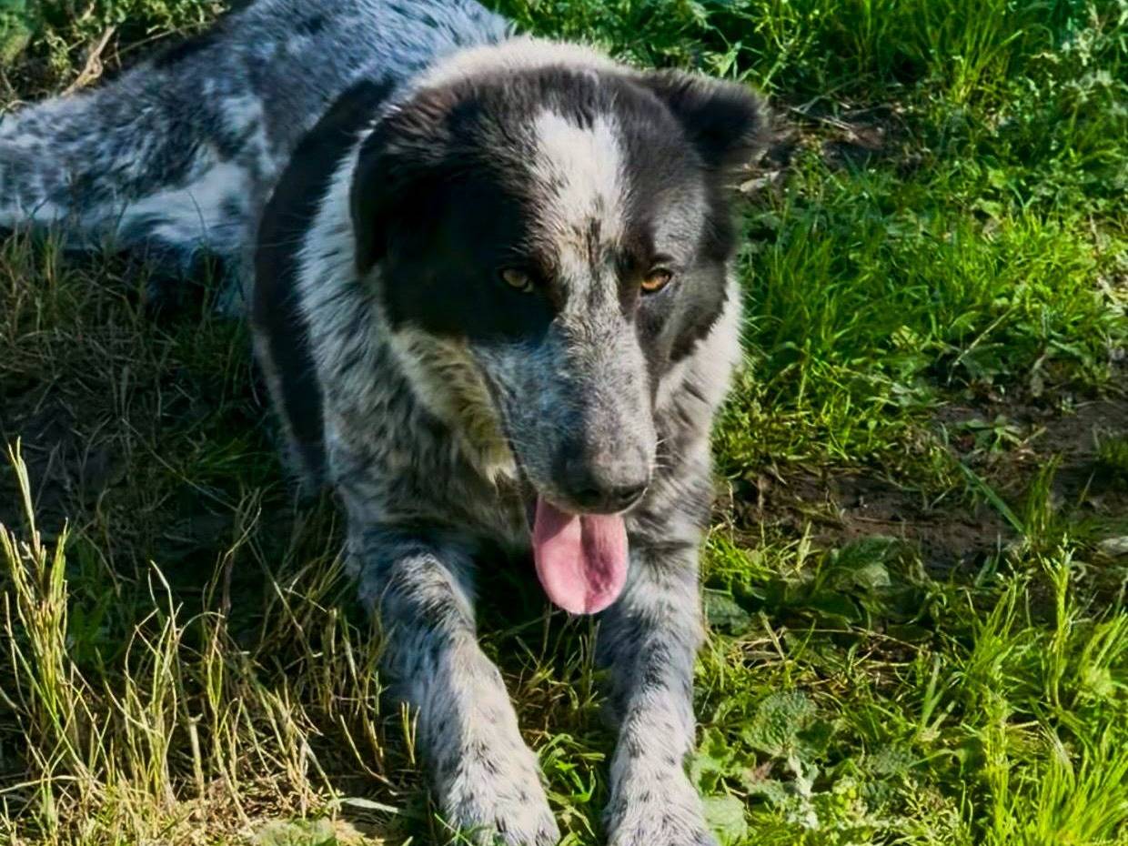 Vuoi adottare un cane a Crotone?