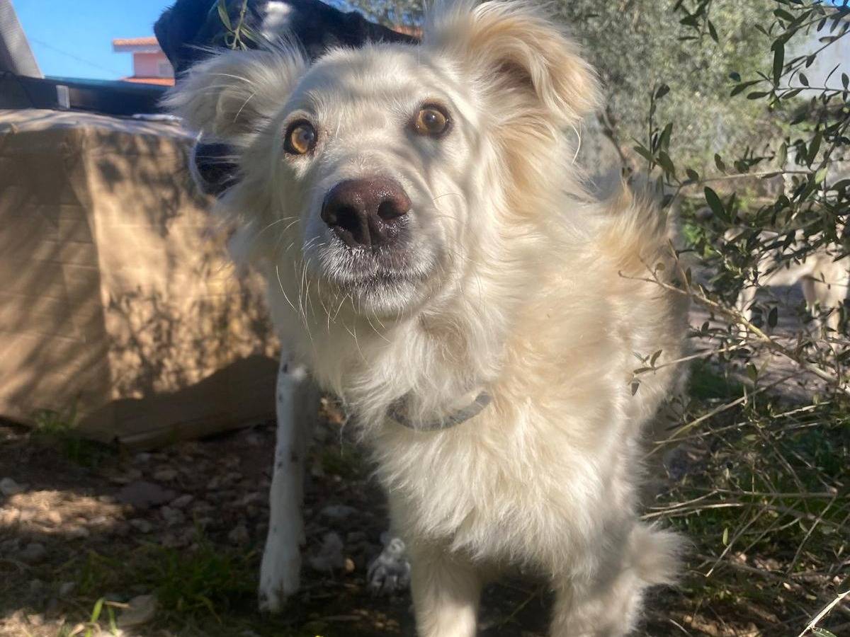 Adozione cane, maschio, Razza sconosciuta Razza sconosciuta, 3 anni e 8 mesi, taglia media contenuta, Siracusa